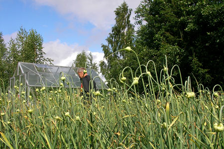 greenhouse